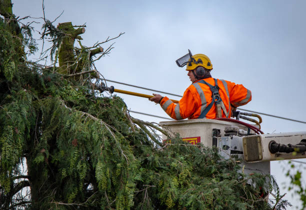 How Our Tree Care Process Works  in  Walnut Creek, CA