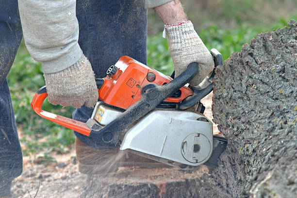 Trusted Walnut Creek, CA Tree Services Experts